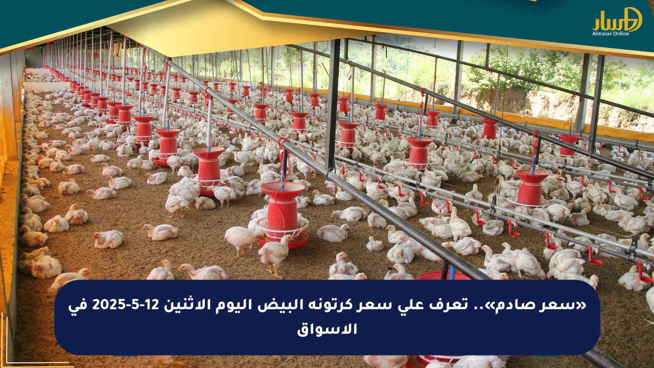 «سعر صادم».. تعرف على سعر كرتونة البيض اليوم الإثنين 12-5-2025 في الأسواق